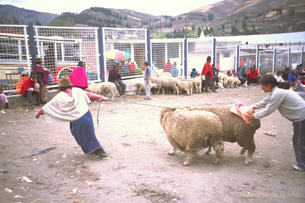 Mercado de Guamote, zona de ovejas
